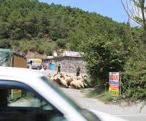 Kadıköy Adak Kurban Satış Yeri