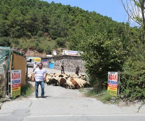 Kadıköy Osmanağa Adak Kurban Satış Yeri