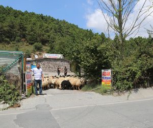 Sultanbeyli Ahmet Yesevi Adak Kurban Satış Yeri