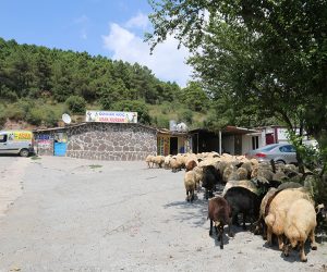 Kadıköy Suadiye Adak Kurban Satış Yeri