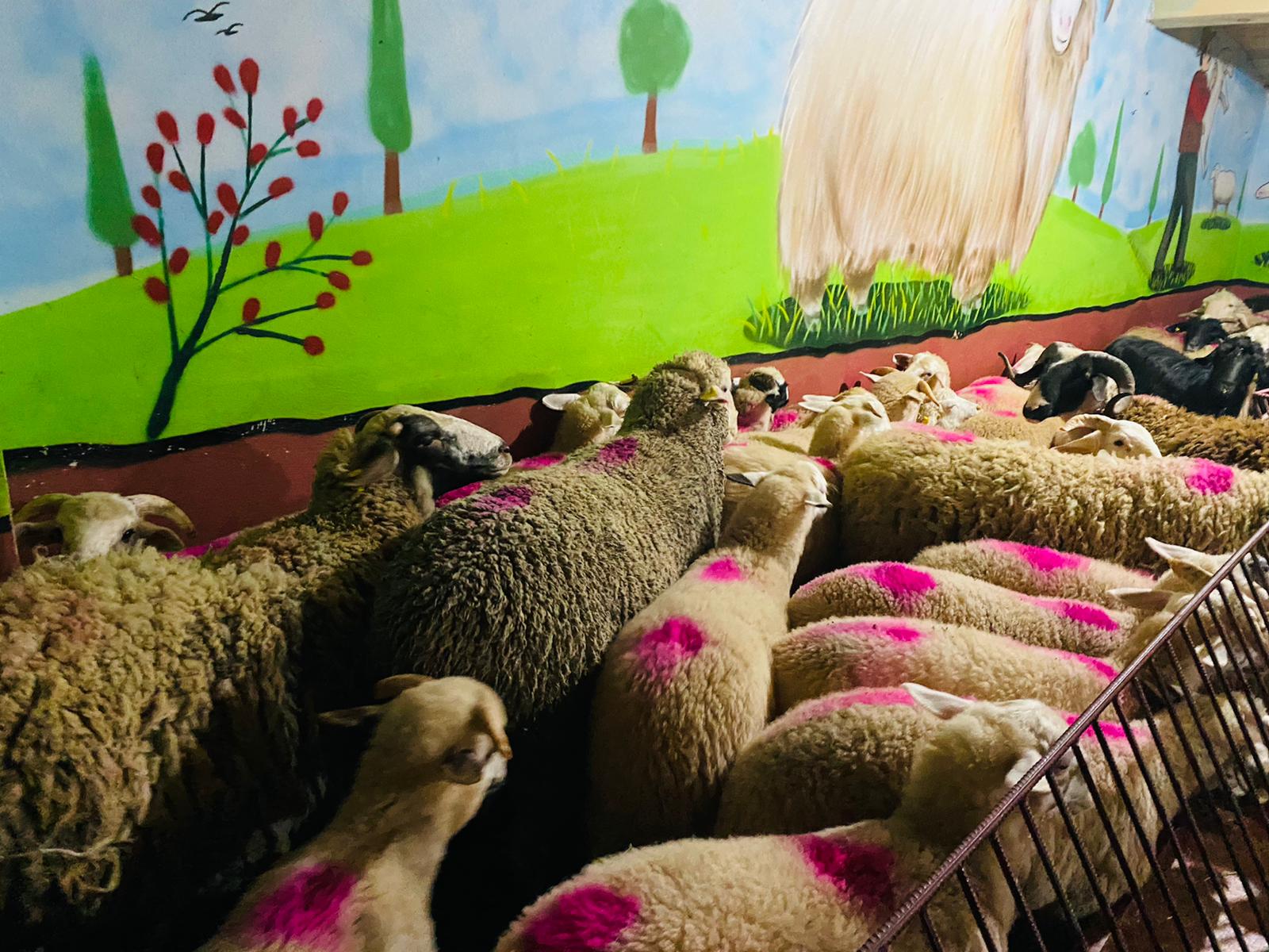 Orhangazi Caddesi Adaklık Kurban Satış Yeri