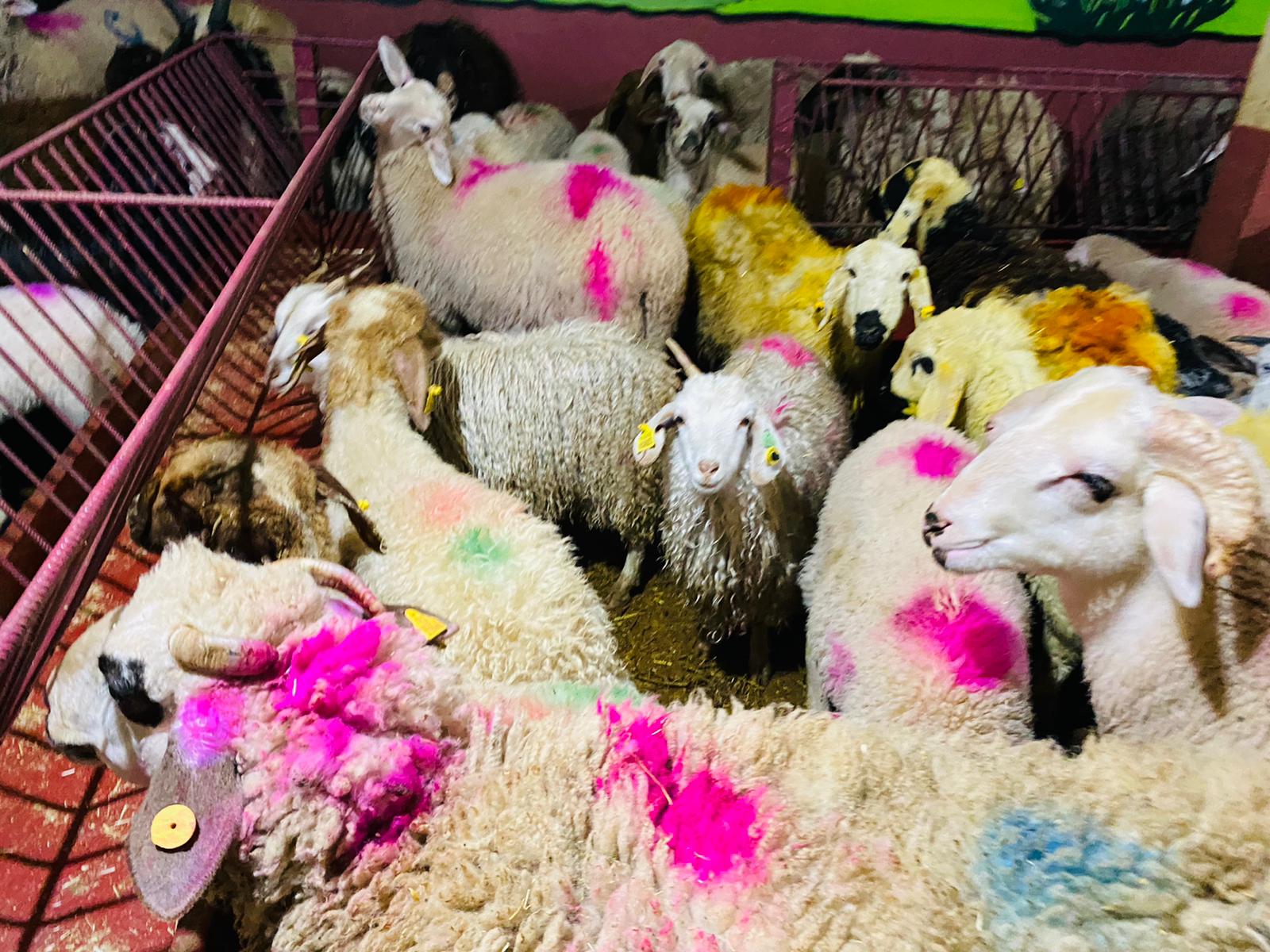 Orhangazi Caddesi Adaklık Kurban Satış Yeri