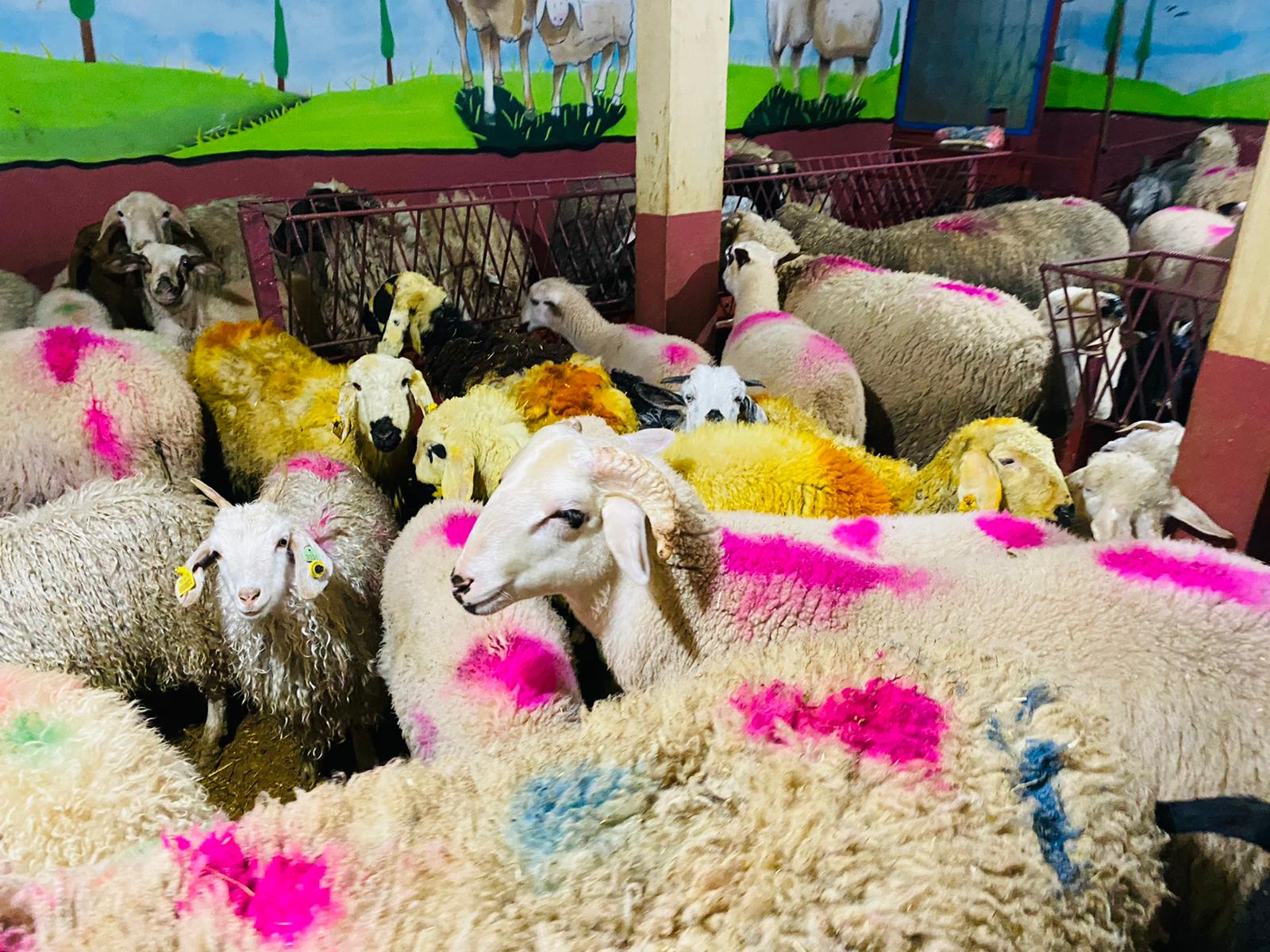 Orhangazi Caddesi Adaklık Kurban Satış Yeri