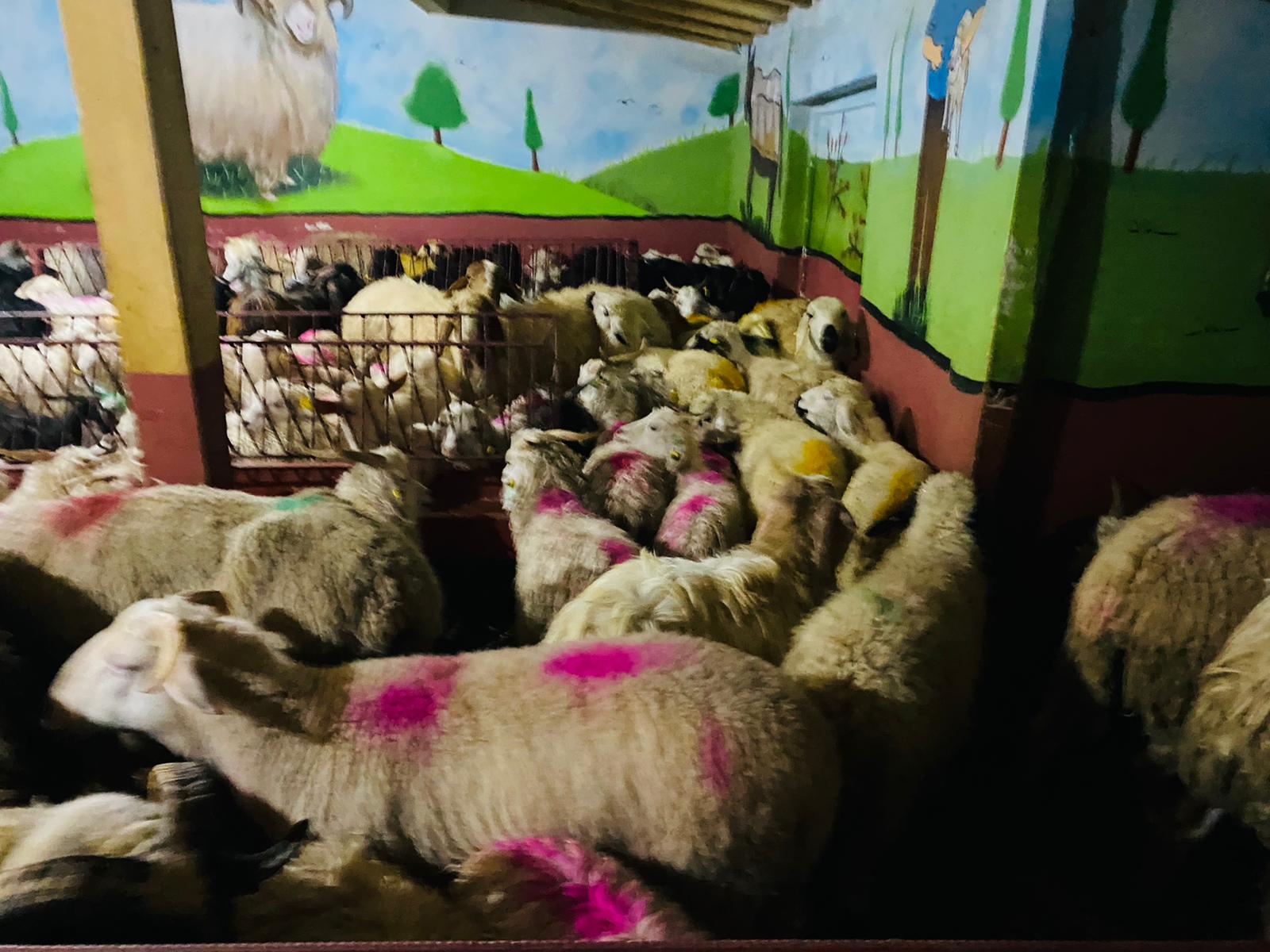 Orhangazi Caddesi Adaklık Kurban Satış Yeri