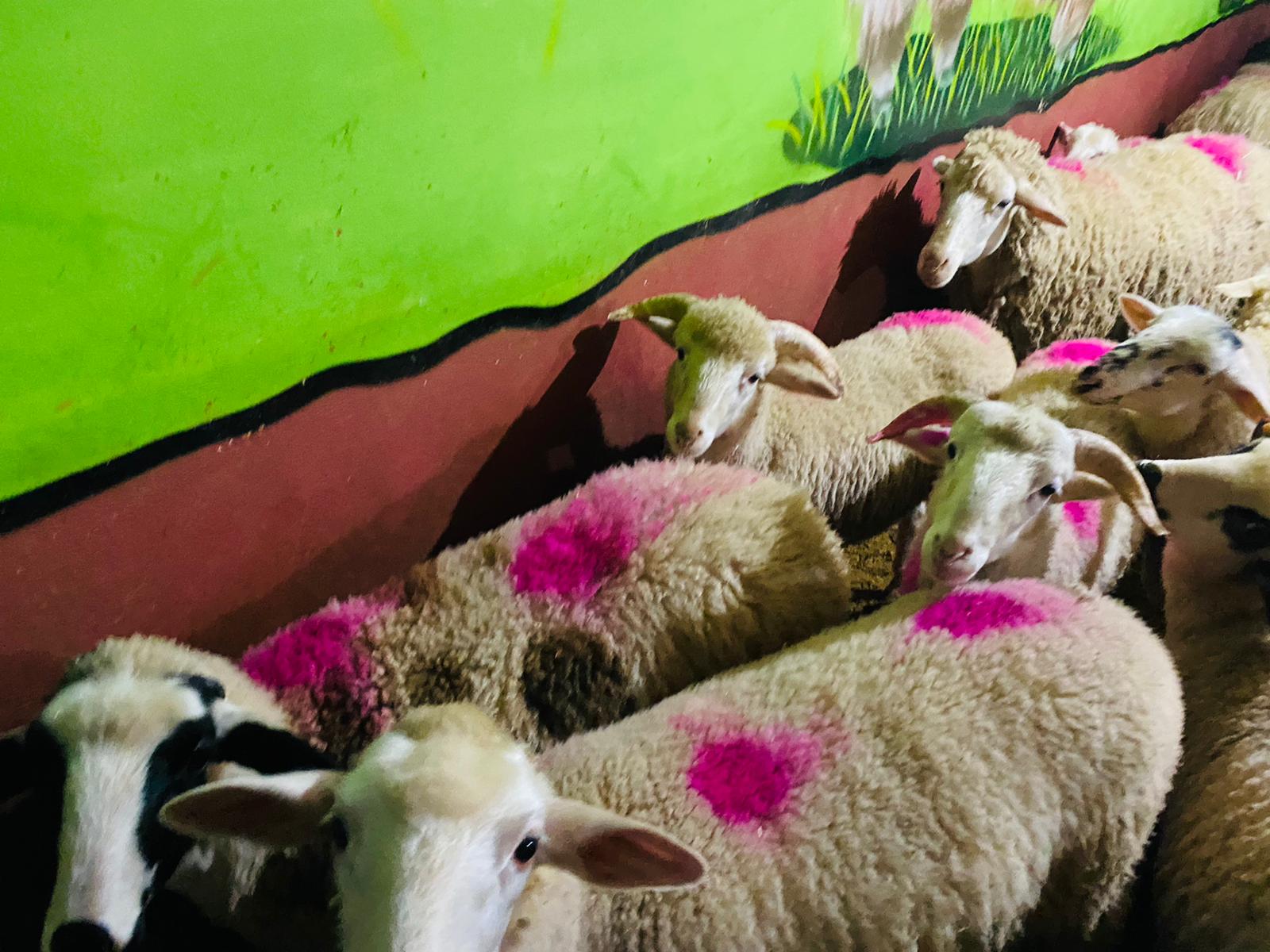 Orhangazi Caddesi Adaklık Kurban Satış Yeri