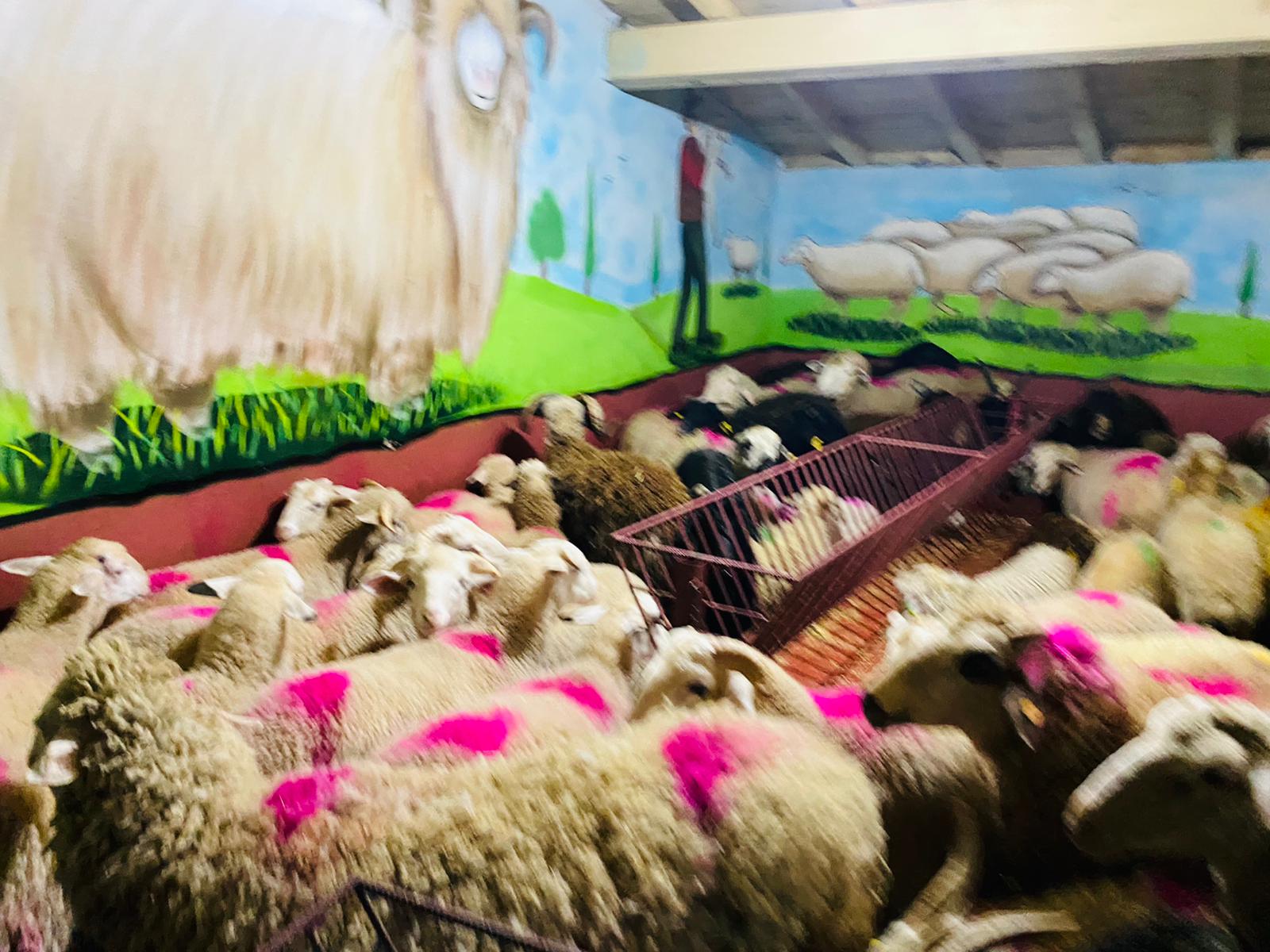 Orhangazi Caddesi Adaklık Kurban Satış Yeri